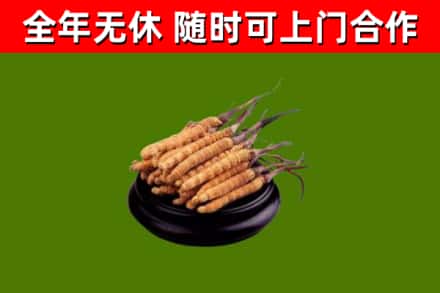 海林市回收冬虫夏草